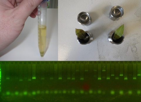 DNA extraction from leaves of the threatened plant Spalding's Catchfly.