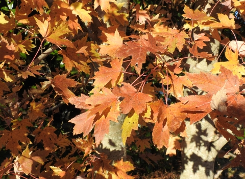 An image of red leaves in the fall.