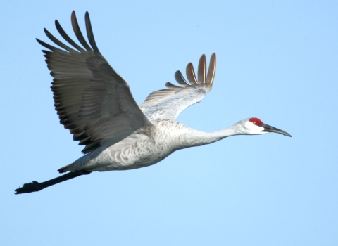 A large gray bird with white face, red crown of its head and black bill flying with its wings and body fully outstretched