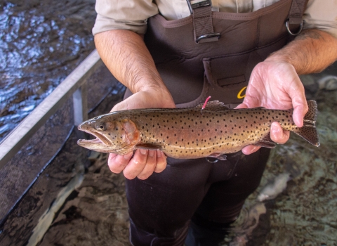 A brownish fish with hints of pink and yellow, and is covered in small spots being held just above a tank of water.