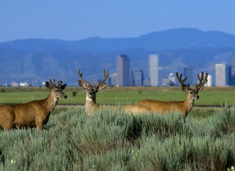 Three antlered mule deer standing amid prairie vegetation with the Denver skyline and the Rocky Mountain as a backdrop