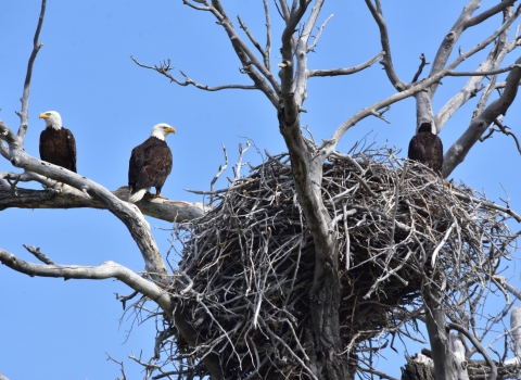 Nesting Eagles 