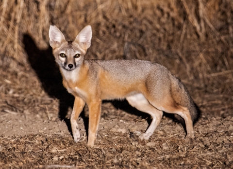 A brown and gray fox with giant ears and a black nose slowly walks past