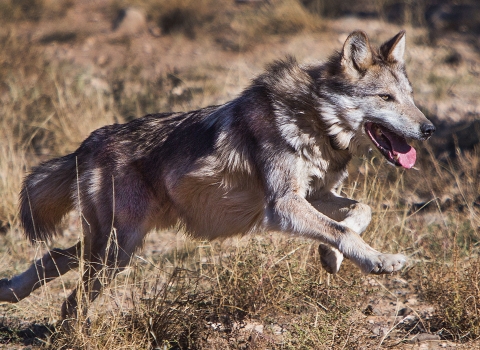 A Mexican wolf running