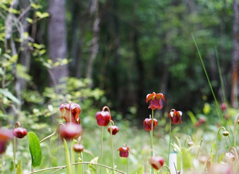 A patch of mountain sweet pitcher plants growing in open bog area.