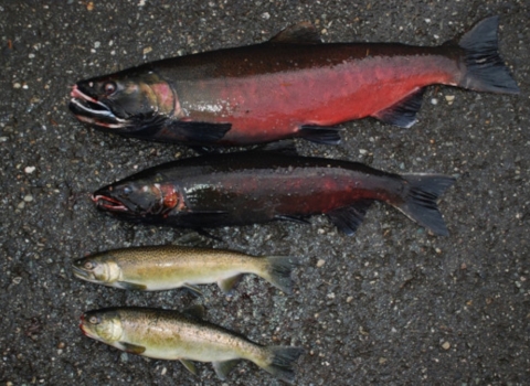 Two different forms of mature male coho salmon: 3-year-olds (top) and 2-year-olds ("jacks," b