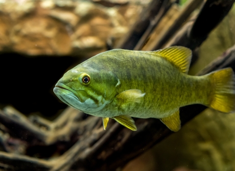 A greenish fish with a white belly swimming near some woody debris.