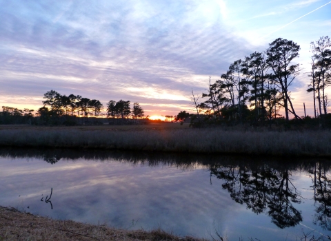 A saltmarsh with open water in the foreground, pines and grass in the distance and a background sunset sky of purple, pink and blue