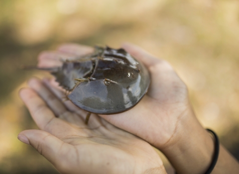 Students hold juvenile horseshoe crab