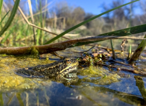 a frog in water.