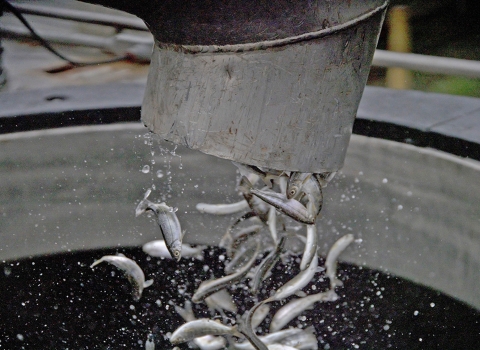 small fish coming out of a steel pipe