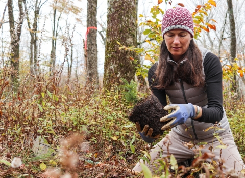 Biologist kneeling on the ground in a forest, holding a young tree with root ball that she's about to plant