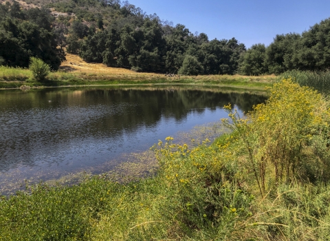 a body of water with green grass around it and trees in the background.