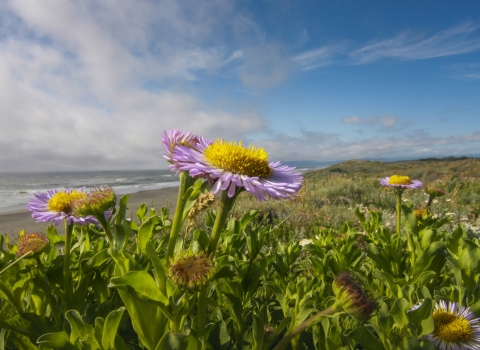 a purple and yellow flower on a dune with the ocean in the background.