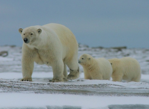 A polar bear with two cubs following her over the snow.