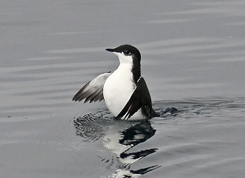 Scripps’s murrelet. 