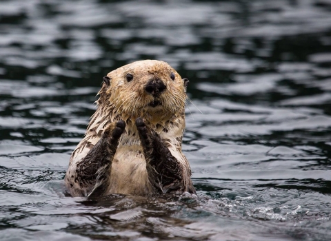 Sea Otter