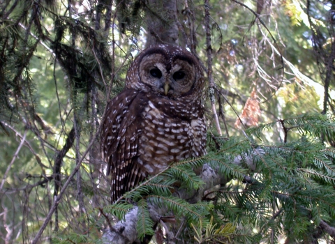 Northern Spotted Owl