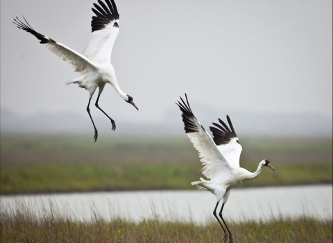 Two large white birds with spindly legs and black tips on their wings coming in for a landing in a wetland