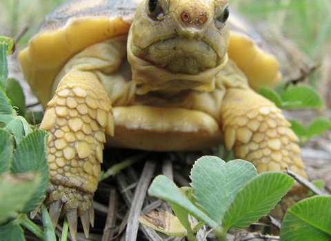 A baby tortoise perches in grass and looks at the camera. 