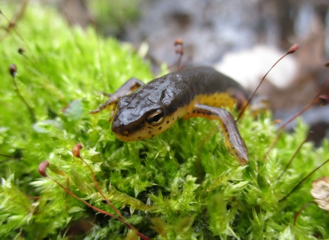 Dark colored newt on bright green vegetation