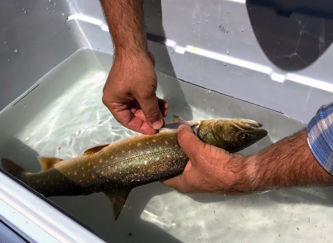 A bull trout is held in water in a cooler while a tag is attached to its body.