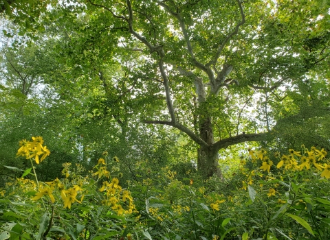 Sycamore tree at Williamson Island