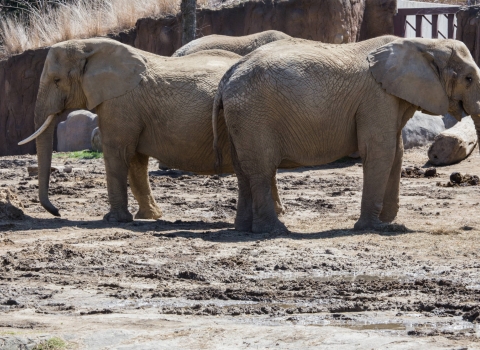 African Elephants