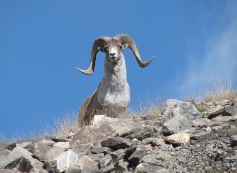 Argali Sheep