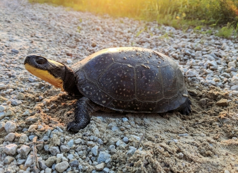 Blanding's Turtle crossing a sandy rocky footpath