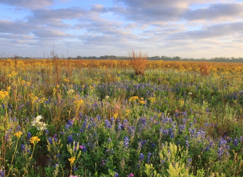 a field of wildflowers in spring