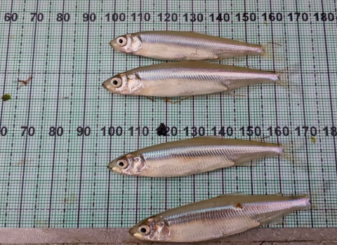 Four small silver fish placed on a grid with numbers