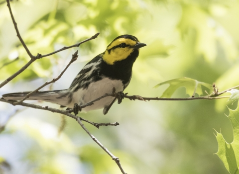 a small black, white, and yellow bird perched on a tree branch