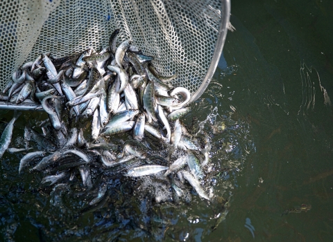 Many small silver fish in a net being released into water