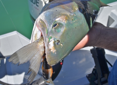 a fish with a fish tail in its mouth