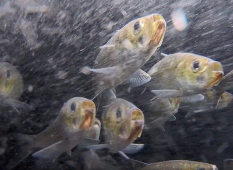 School of river herring swimming.