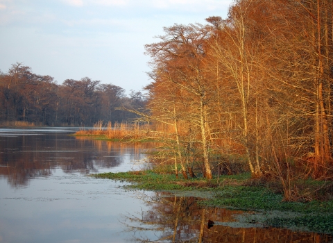 A wetland surrounded by brown trees and some green vegetation