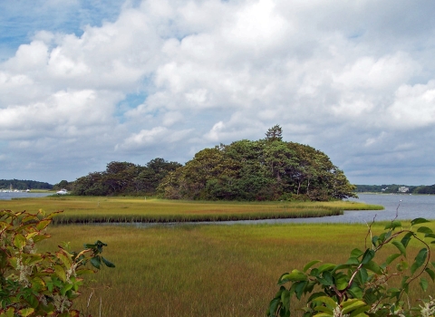 Wetland at Mashpee NWR