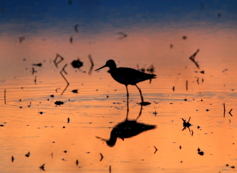 a shorebird walking through a wetland reflects on sunset lit water