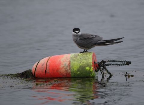 Aleutian tern on an orange and yellow buoy