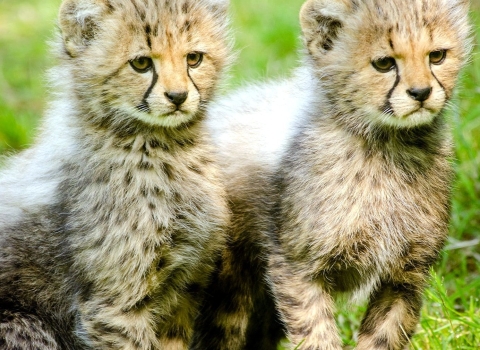 Baby Cheetahs