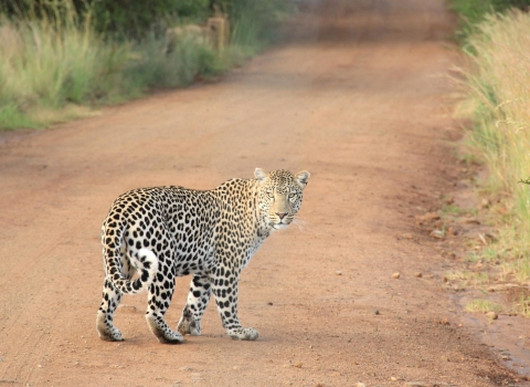 Cheetah