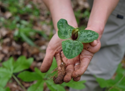 Person holding a plant, Relict Trilium