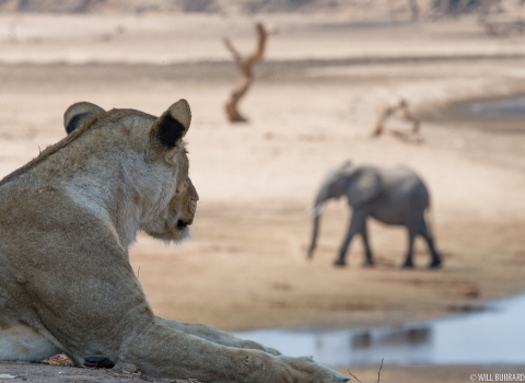 Lion African bush elephant