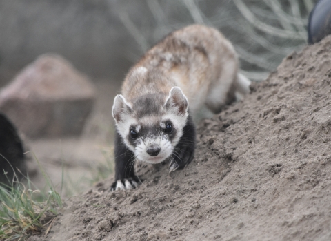 Black-footed ferret forward facing