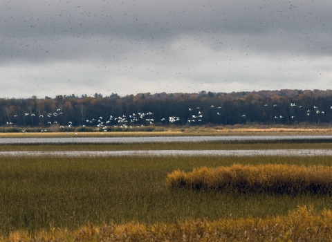 Waterfowl flies over wetland with tree line in the background.