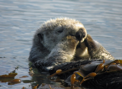 A Sea Otter Wraps Itself in Kelp