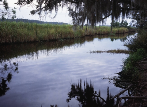 South Carolina coastal creek with marsh in the background and tree branches with Spanish moss hanging over the water