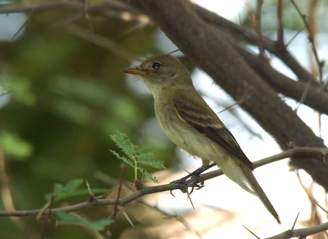 Southwestern willow flycatcher sitting on a branch. 