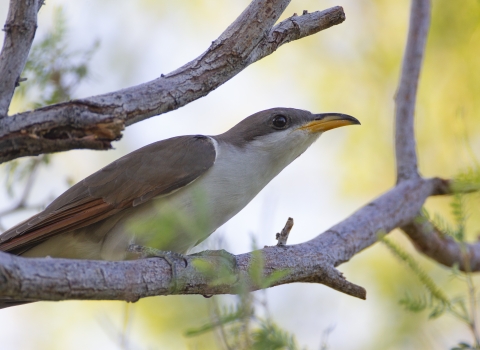 Western yellow-billed cuckoo perched on a branch. 